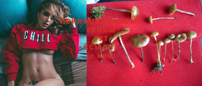 Псилоцибиновые грибы MAGIC MUSHROOMS  mega зеркало  Стерлитамак  где найти  